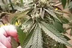 d9bd1c3167df38554febeff5194e1e90