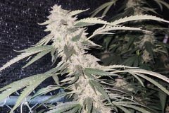 68590AE3-54E1-446A-B01B-B2EA67E1CBE9