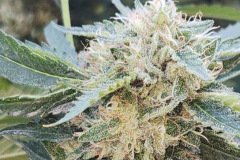 From Instagram Follower