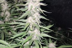 B276AD49-3DC5-4936-B596-30457A616889